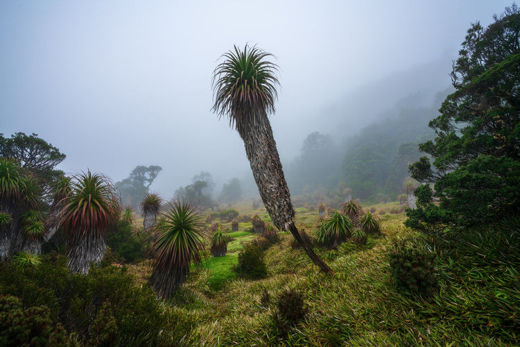Tasmanian Wilderness