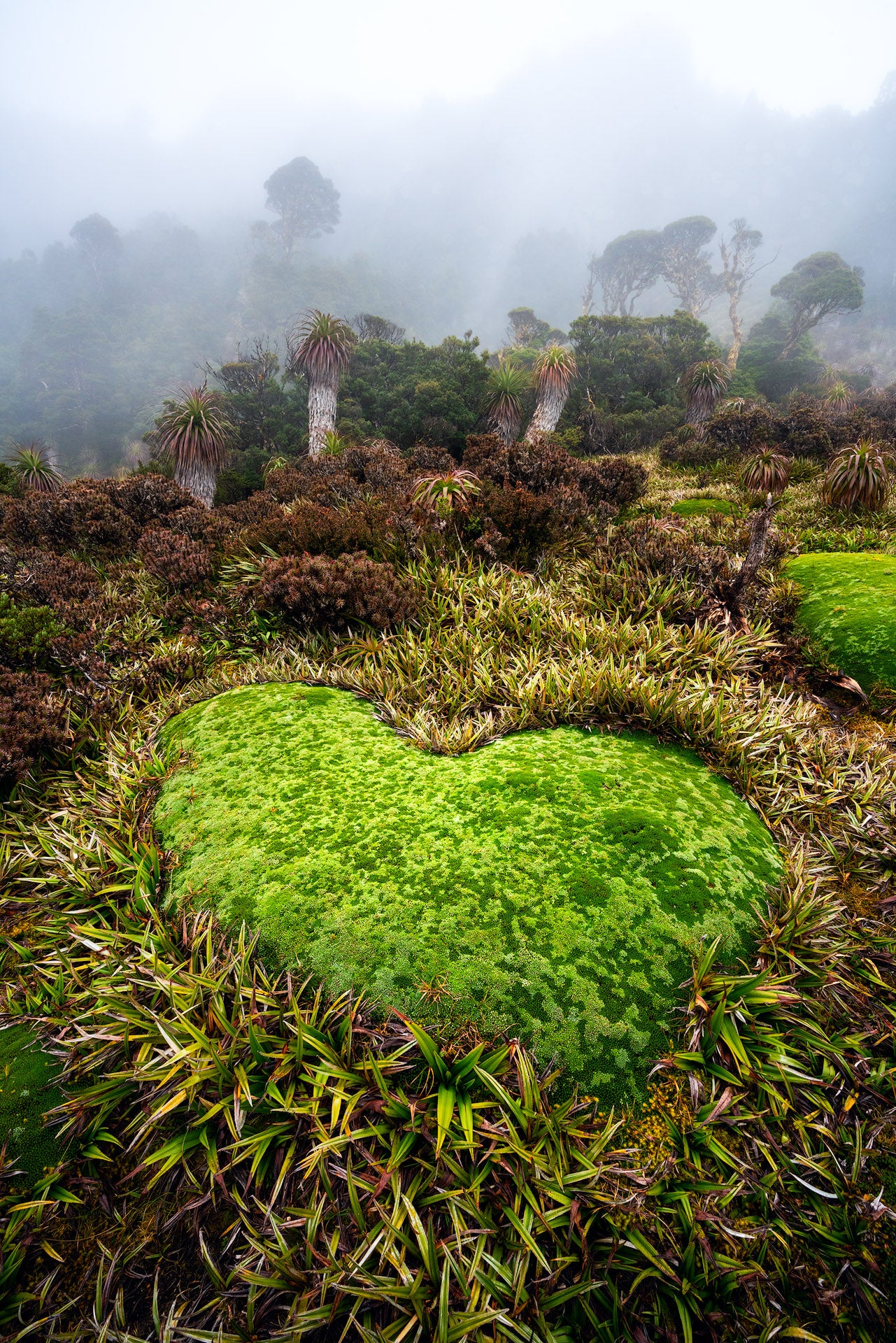 Heart Shaped Cushion Plant