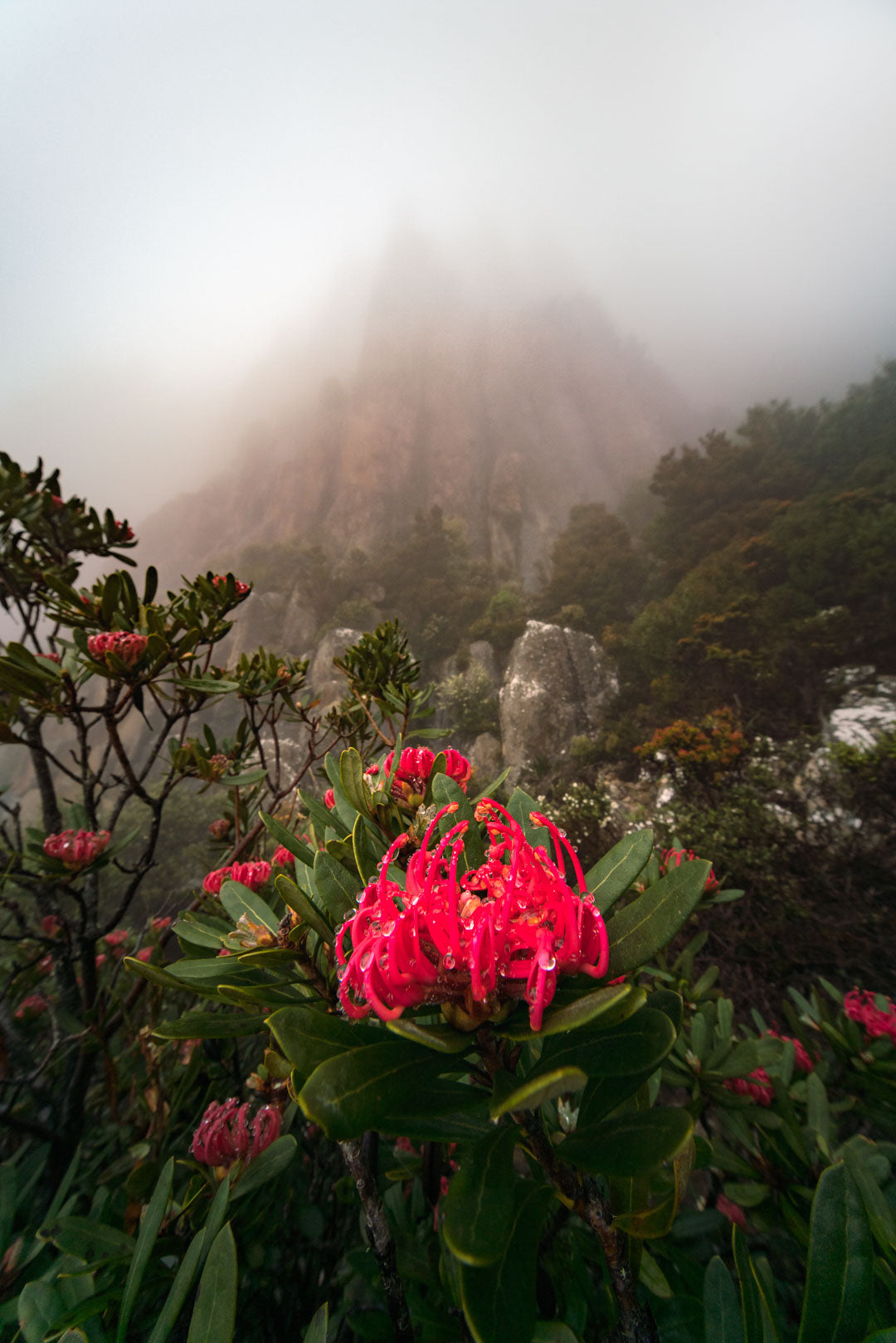 Waratah Under the Amphitheatre