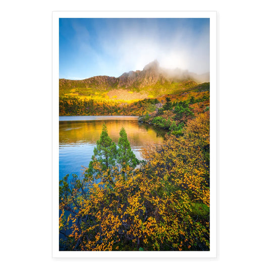 Pencil Pine and Fagus