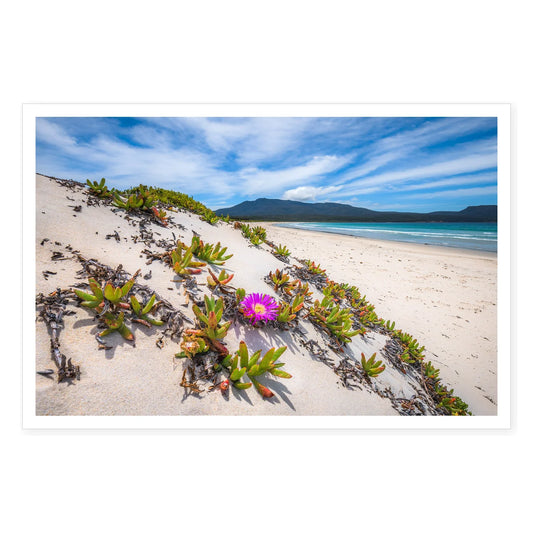 Pigface on the Isthmus