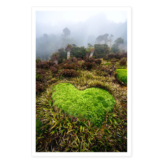 Heart Shaped Cushion Plant