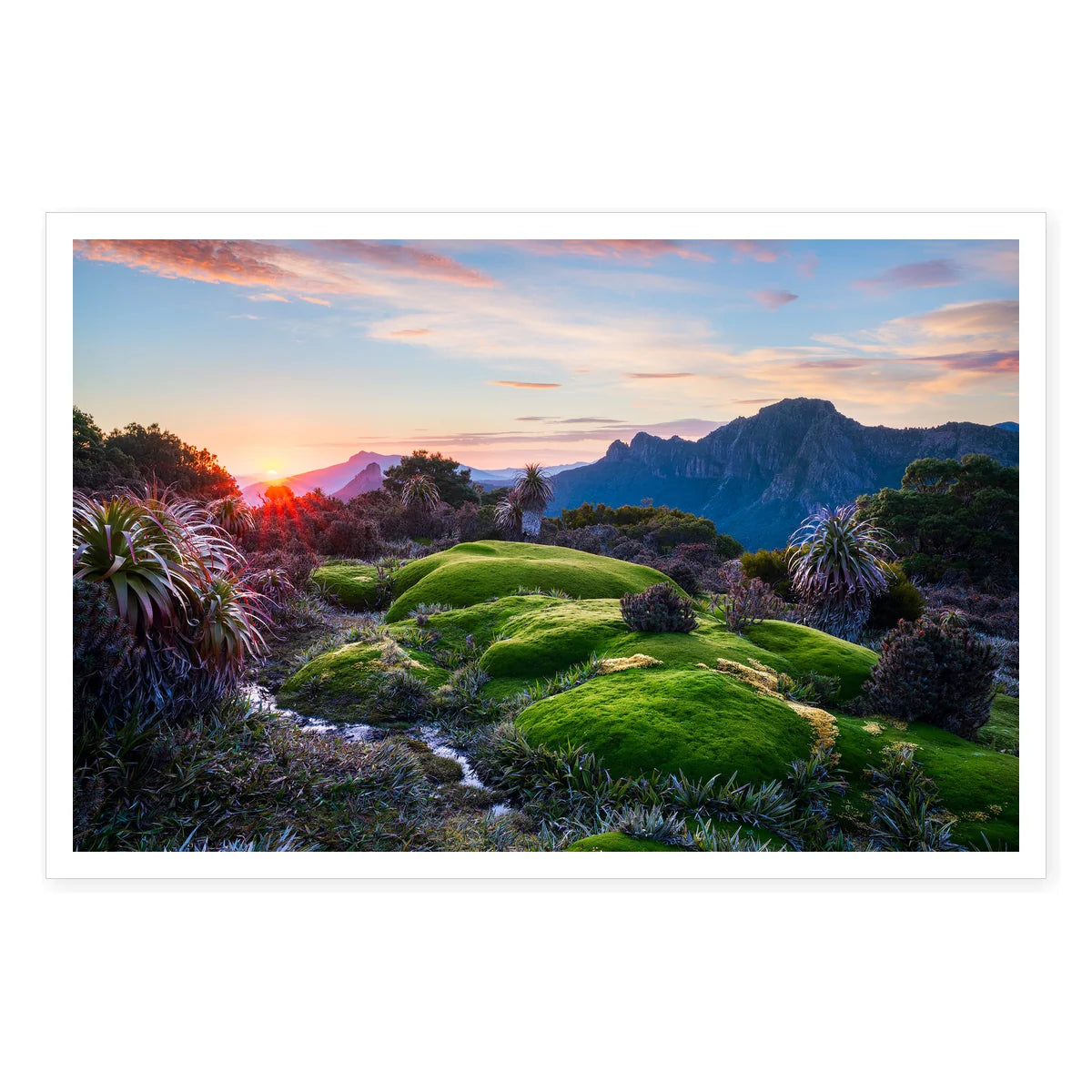 Sunrise over Cushion Plant