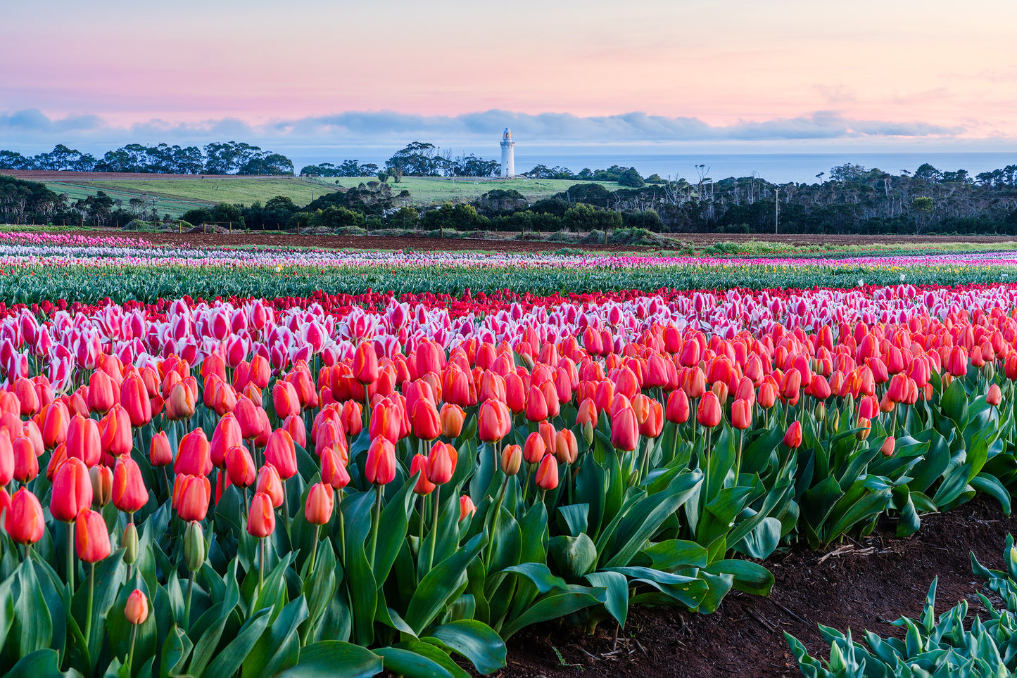 Table Cape Tulips