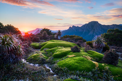 Sunrise over Cushion Plant