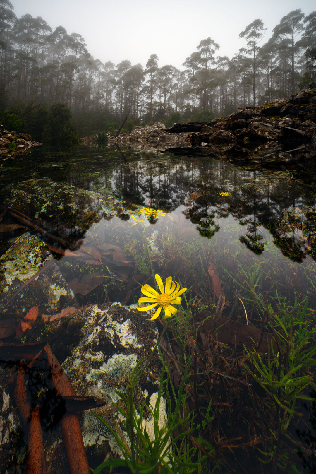 Submerged Groundsel