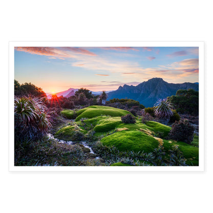 Sunrise over Cushion Plant