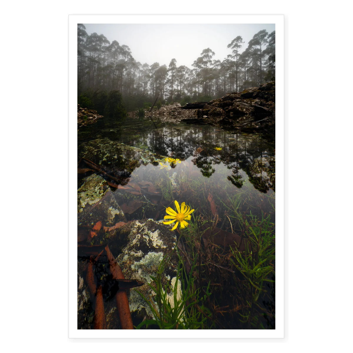 Submerged Groundsel