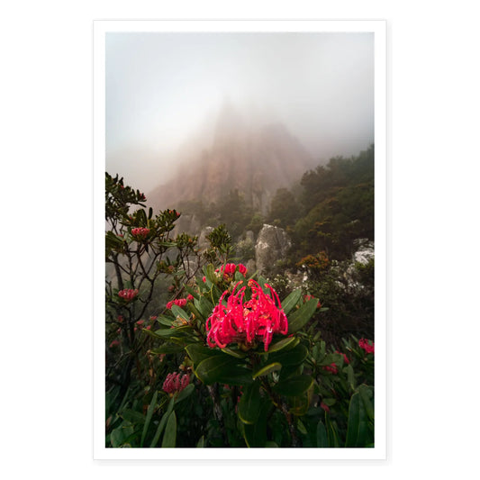 Waratah Under the Amphitheatre